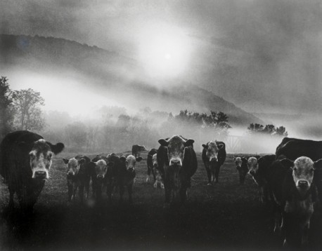 RICHARD YEE-083 Cows Sunrise Vermont